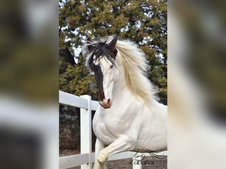 Andalou Étalon 4 Ans 168 cm Pinto in Barcelona
