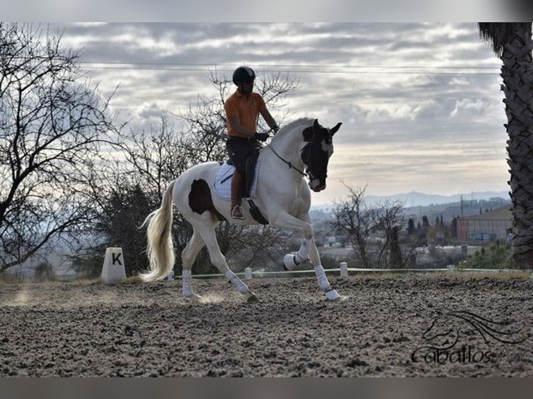 Andalou Étalon 4 Ans 168 cm Pinto in Barcelona