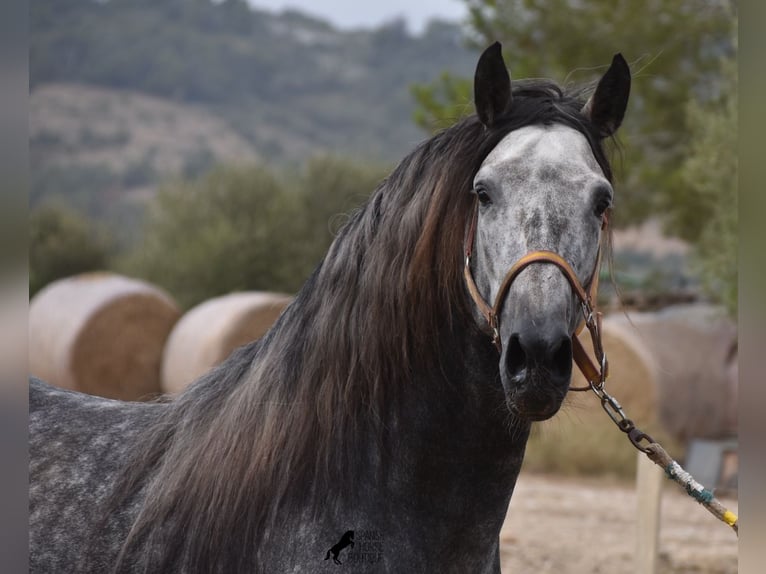 Andalou Étalon 4 Ans 169 cm Gris in Mallorca