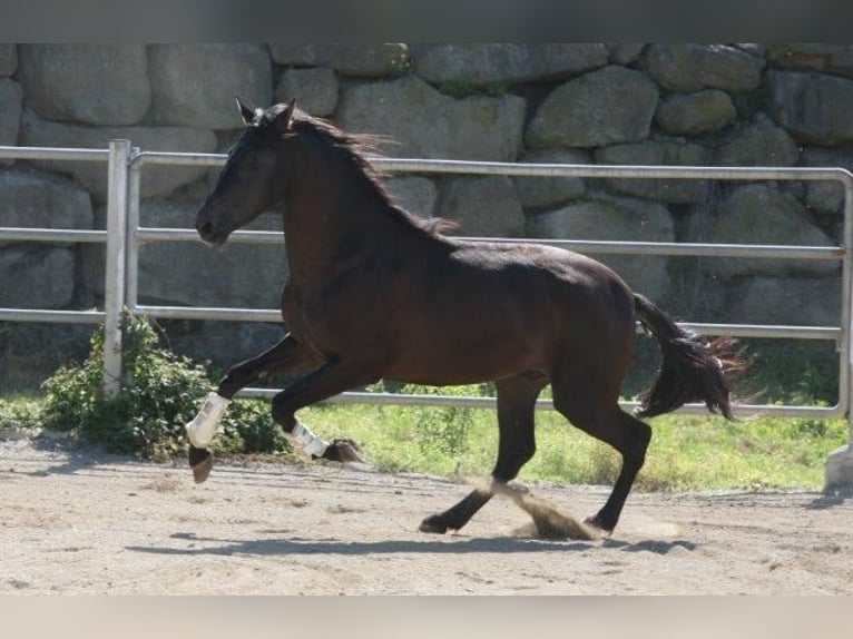 Andalou Étalon 4 Ans 173 cm Noir in olvan (Barcelona)