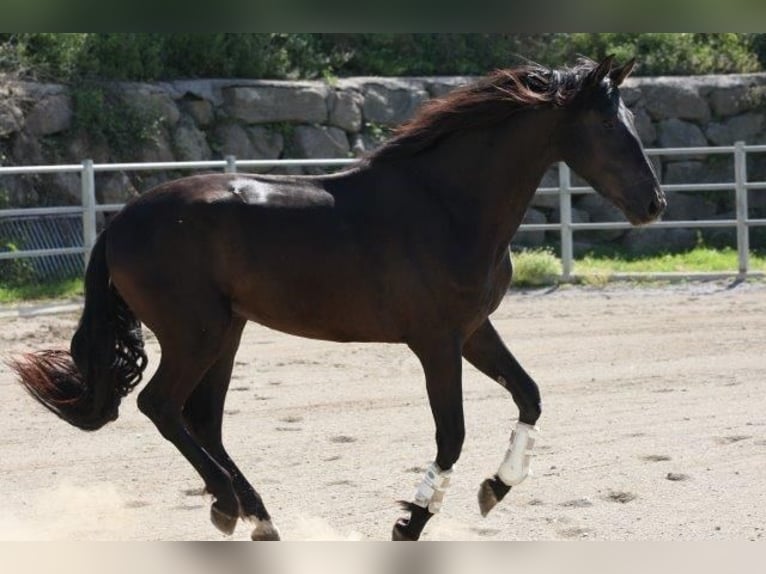 Andalou Étalon 4 Ans 173 cm Noir in olvan (Barcelona)