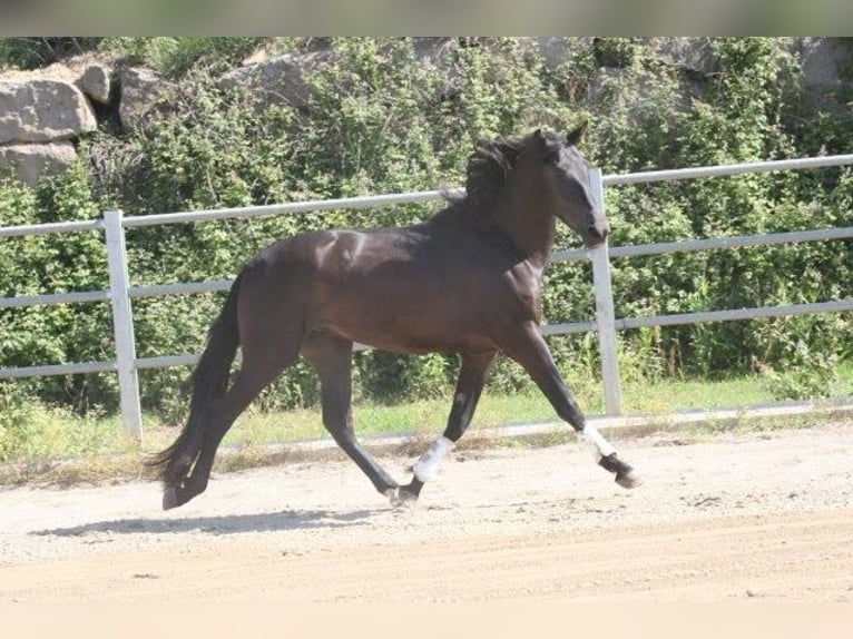 Andalou Étalon 4 Ans 173 cm Noir in olvan (Barcelona)