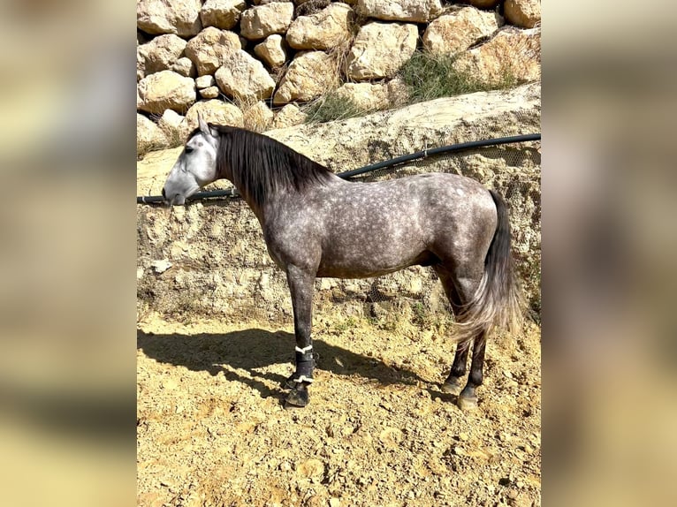 Andalou Étalon 4 Ans Gris in Malaga