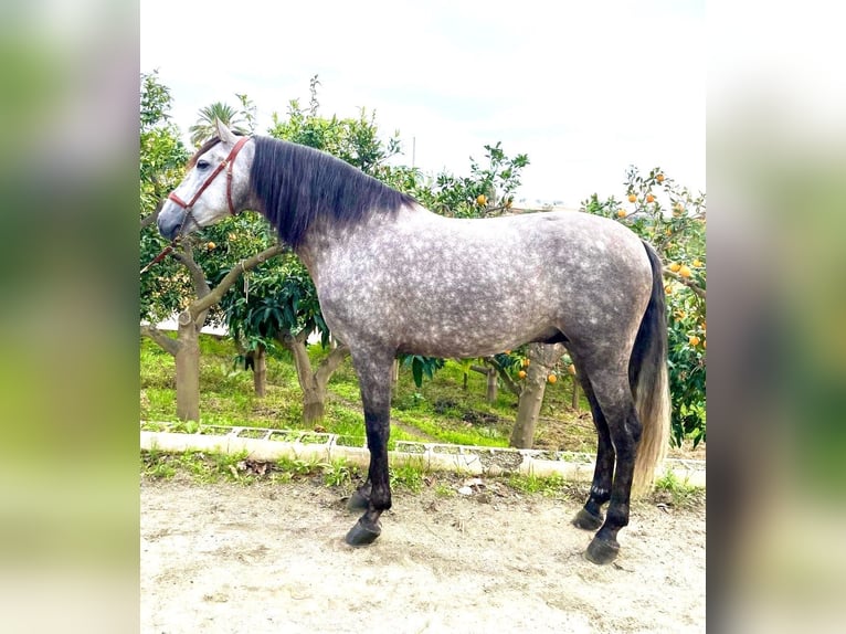 Andalou Étalon 4 Ans Gris in Malaga