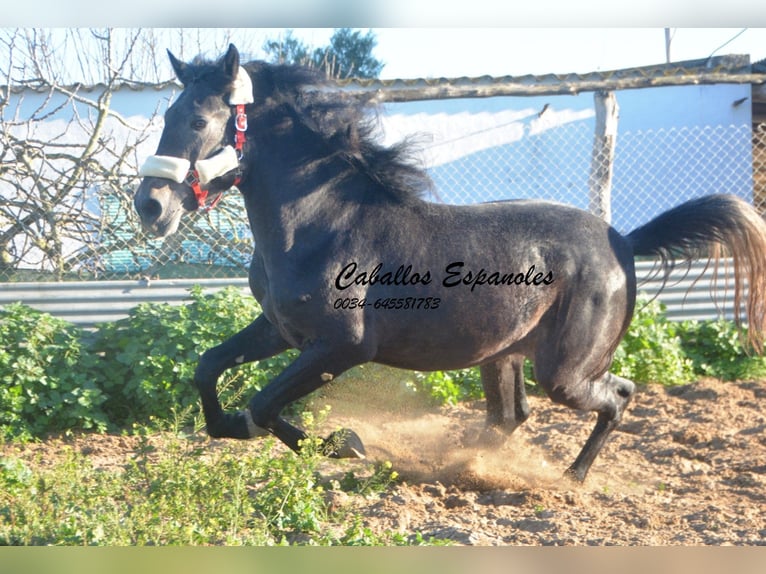 Andalou Étalon 4 Ans Gris noir in Vejer de la Frontera