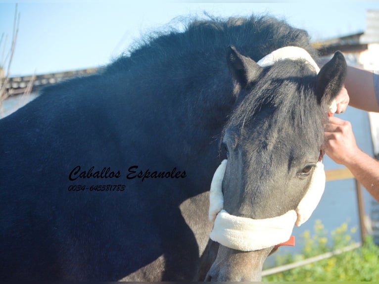 Andalou Étalon 4 Ans Gris noir in Vejer de la Frontera