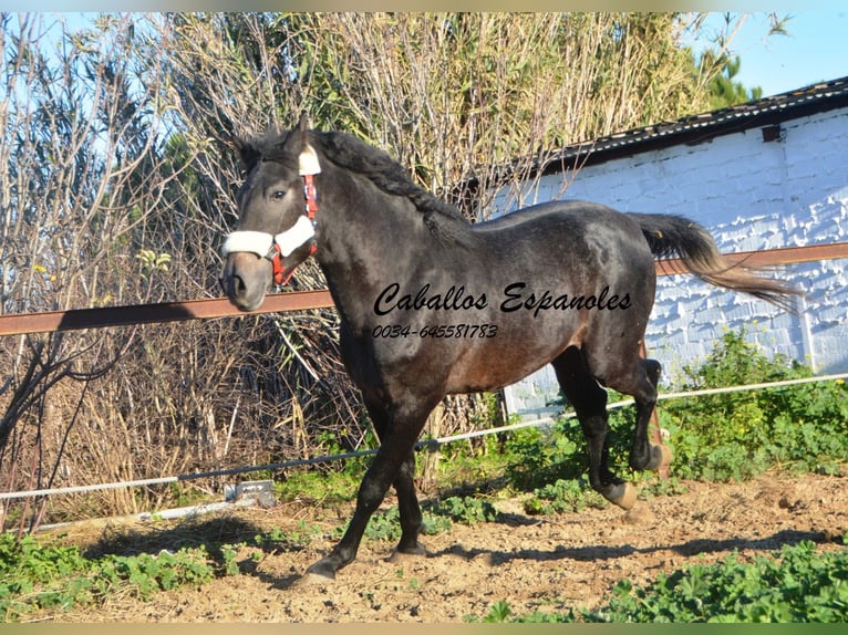 Andalou Étalon 4 Ans Gris noir in Vejer de la Frontera