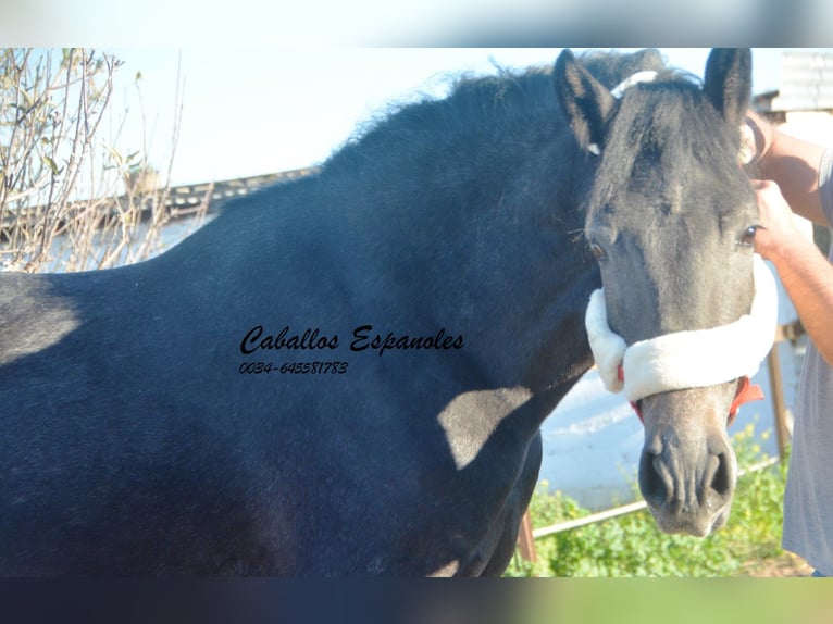 Andalou Étalon 4 Ans Gris noir in Vejer de la Frontera