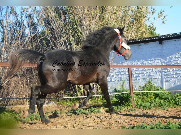 Andalou Étalon 4 Ans Gris noir in Vejer de la Frontera