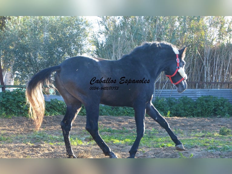 Andalou Étalon 4 Ans Gris noir in Vejer de la Frontera