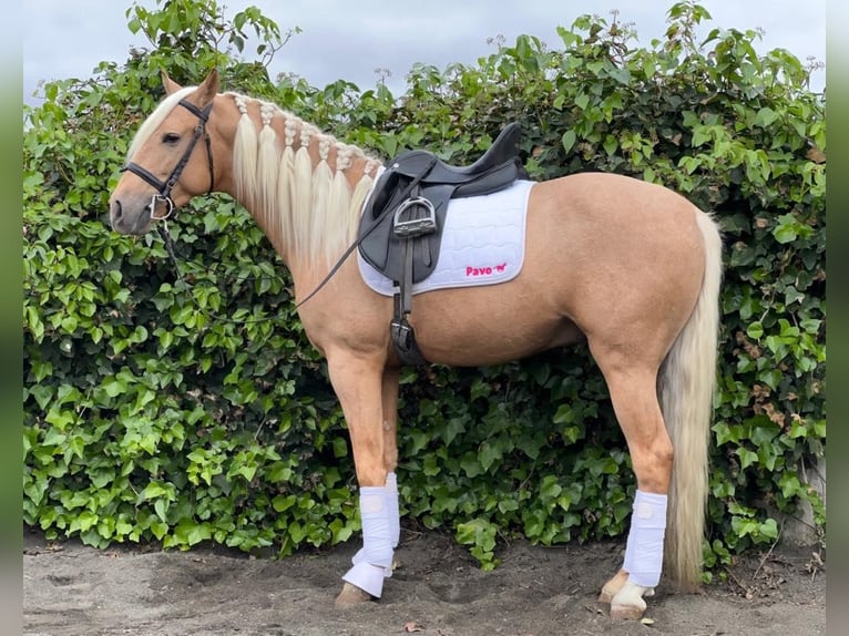 Andalou Étalon 4 Ans Palomino in Galaroza (Huelva)