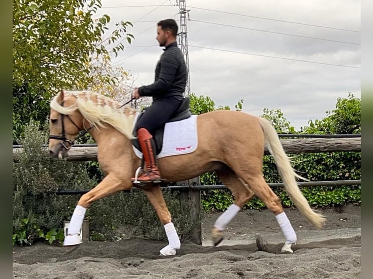 Andalou Étalon 4 Ans Palomino in Galaroza (Huelva)