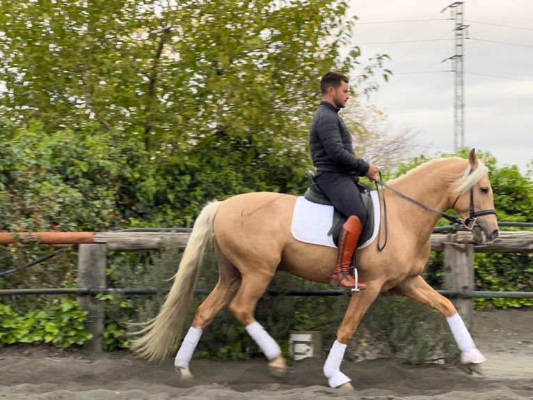 Andalou Étalon 4 Ans Palomino in Galaroza (Huelva)