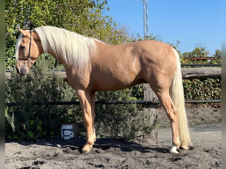 Andalou Étalon 4 Ans Palomino in Galaroza (Huelva)