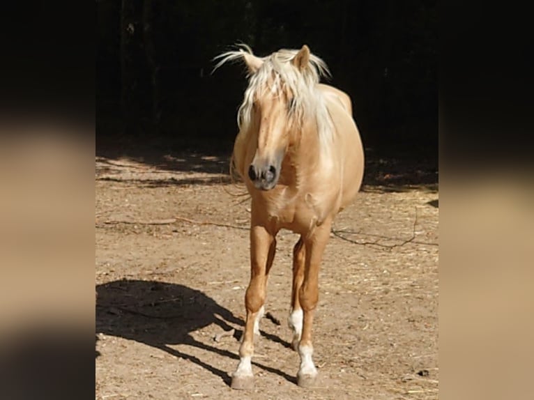 Andalou Étalon 5 Ans 154 cm Palomino in Langenaltheim