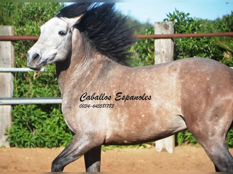 Andalou Étalon 5 Ans 156 cm Gris noir in Vejer de la Frontera