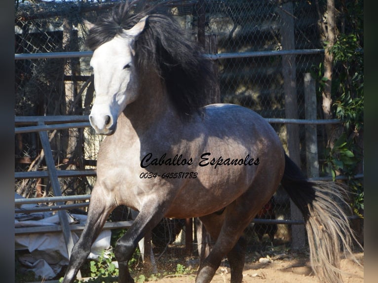 Andalou Étalon 5 Ans 156 cm Gris noir in Vejer de la Frontera