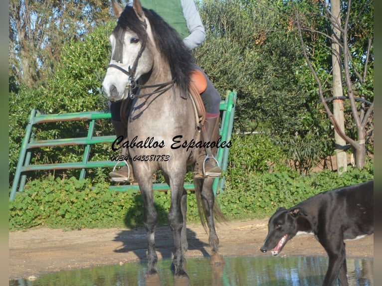 Andalou Étalon 5 Ans 156 cm Gris noir in Vejer de la Frontera