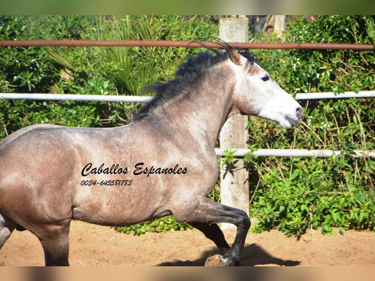 Andalou Étalon 5 Ans 156 cm Gris noir in Vejer de la Frontera