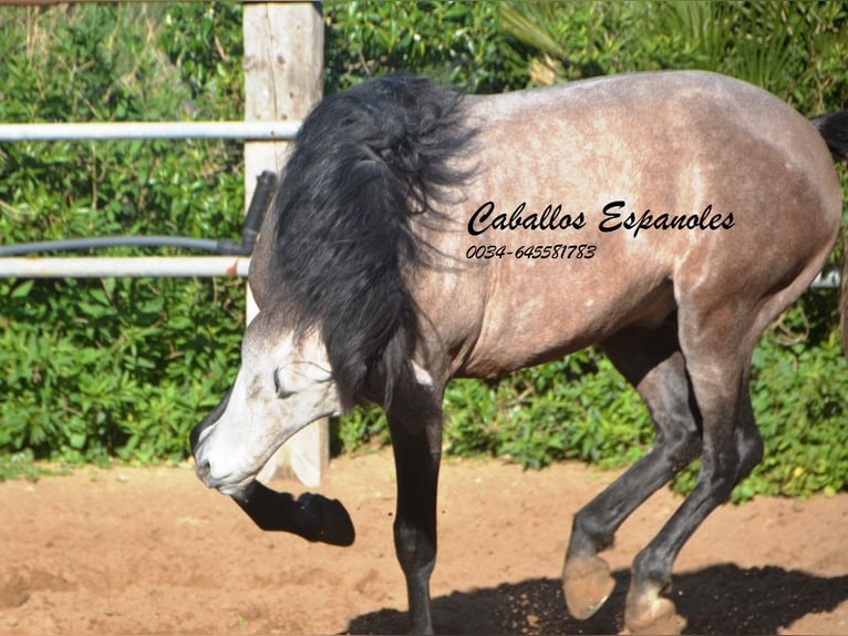 Andalou Étalon 5 Ans 156 cm Gris noir in Vejer de la Frontera