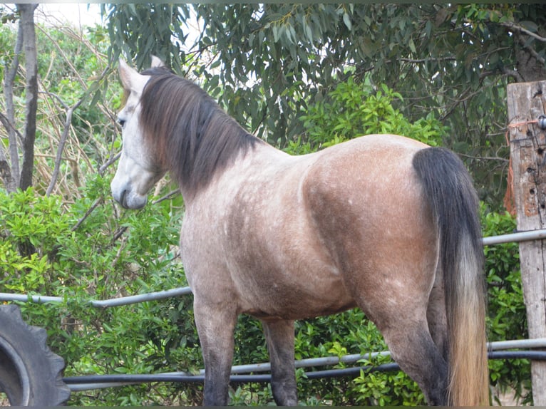 Andalou Étalon 5 Ans 156 cm Gris noir in Vejer de la Frontera