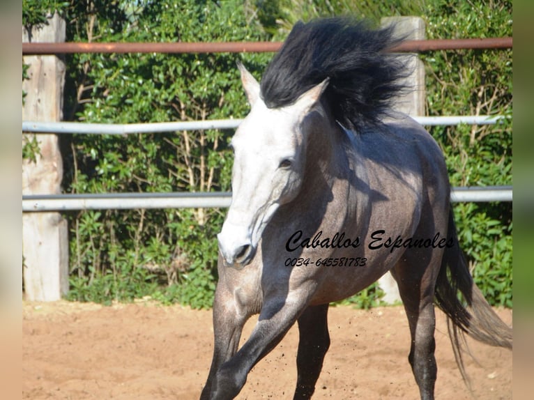 Andalou Étalon 5 Ans 156 cm Gris noir in Vejer de la Frontera