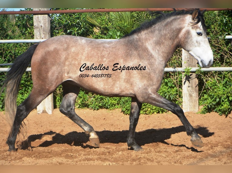 Andalou Étalon 5 Ans 156 cm Gris noir in Vejer de la Frontera