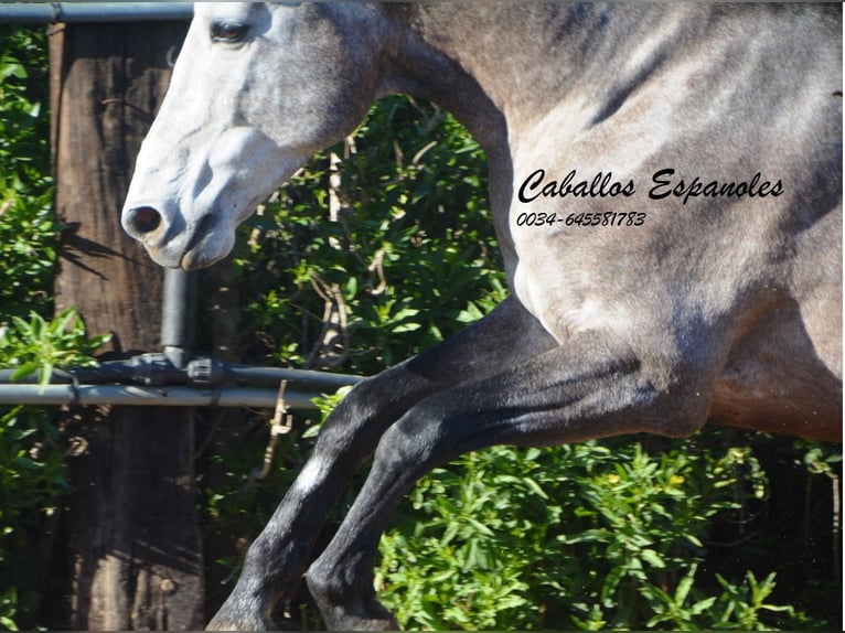 Andalou Étalon 5 Ans 156 cm Gris noir in Vejer de la Frontera