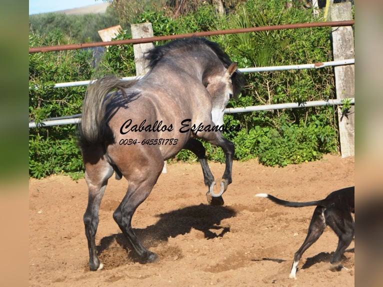 Andalou Étalon 5 Ans 156 cm Gris noir in Vejer de la Frontera