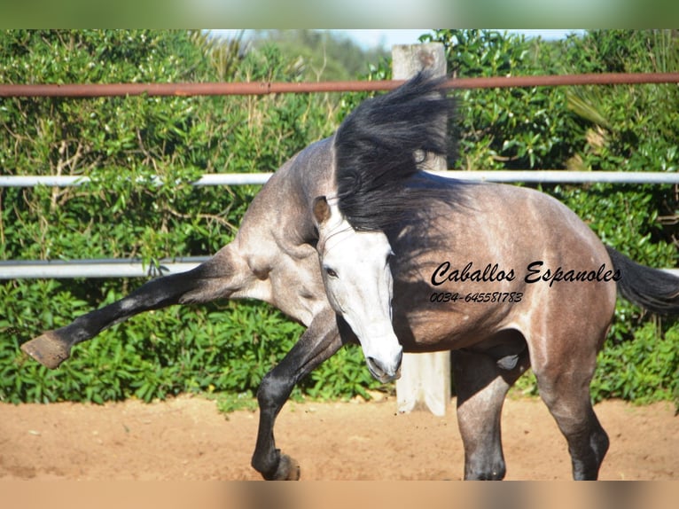 Andalou Étalon 5 Ans 156 cm Gris noir in Vejer de la Frontera