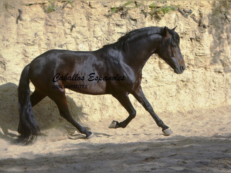 Andalou Étalon 5 Ans 157 cm Bai brun foncé in Vejer de la Frontera