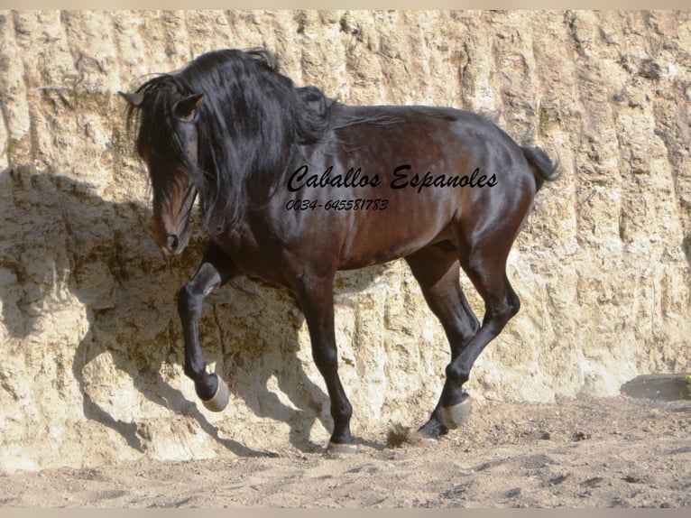 Andalou Étalon 5 Ans 157 cm Bai brun foncé in Vejer de la Frontera