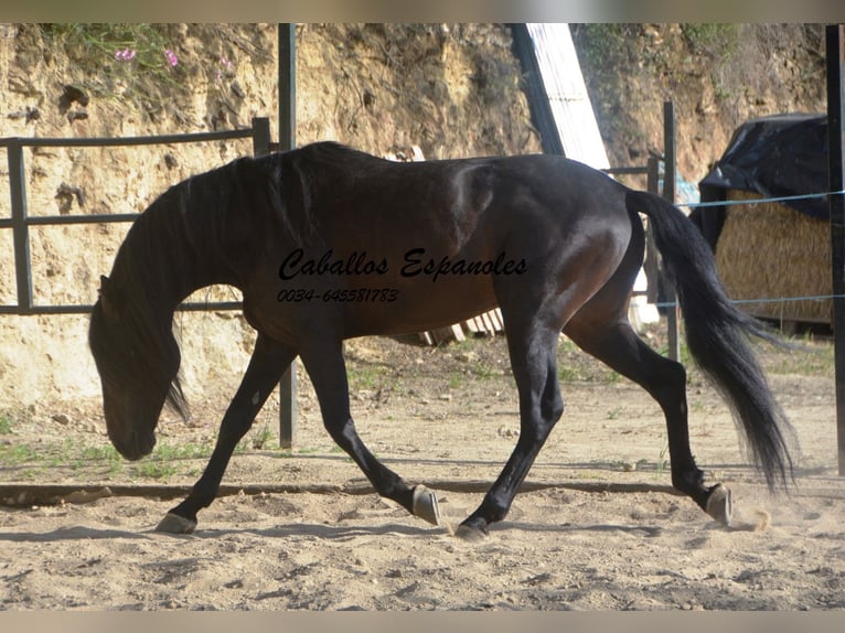 Andalou Étalon 5 Ans 157 cm Bai brun foncé in Vejer de la Frontera