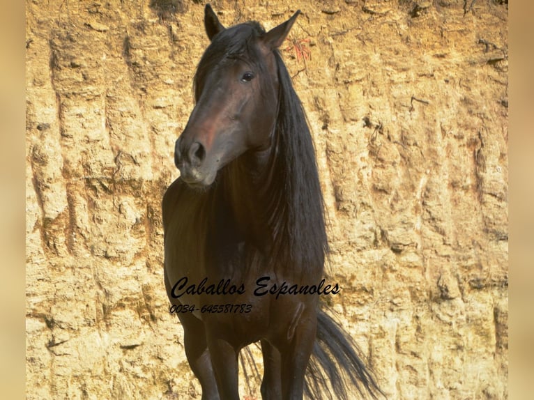 Andalou Étalon 5 Ans 157 cm Bai brun foncé in Vejer de la Frontera