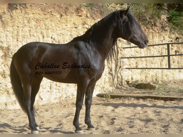 Andalou Étalon 5 Ans 157 cm Bai brun foncé in Vejer de la Frontera