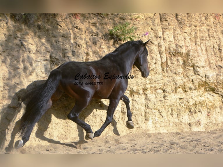 Andalou Étalon 5 Ans 157 cm Bai brun foncé in Vejer de la Frontera