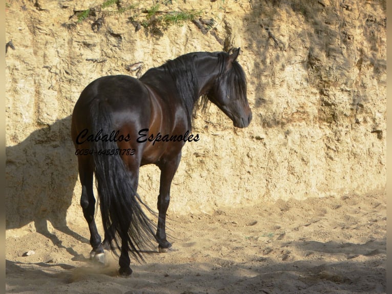 Andalou Étalon 5 Ans 157 cm Bai brun foncé in Vejer de la Frontera