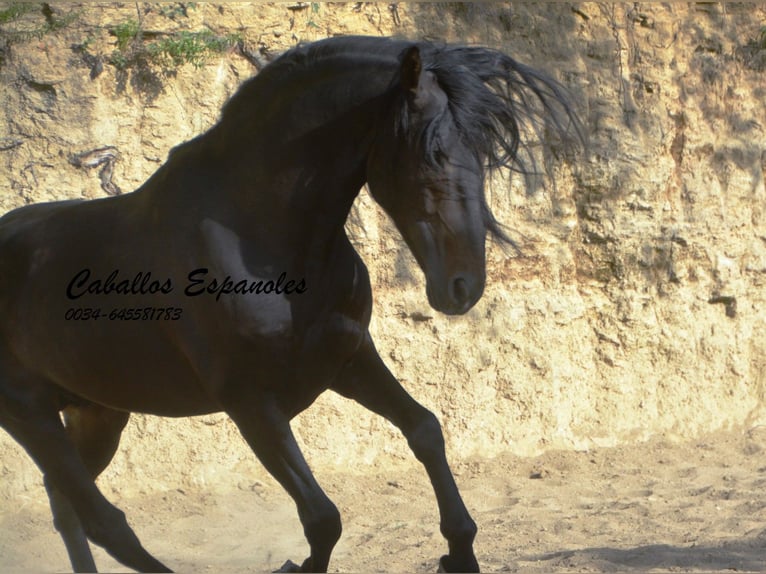 Andalou Étalon 5 Ans 157 cm Bai brun foncé in Vejer de la Frontera