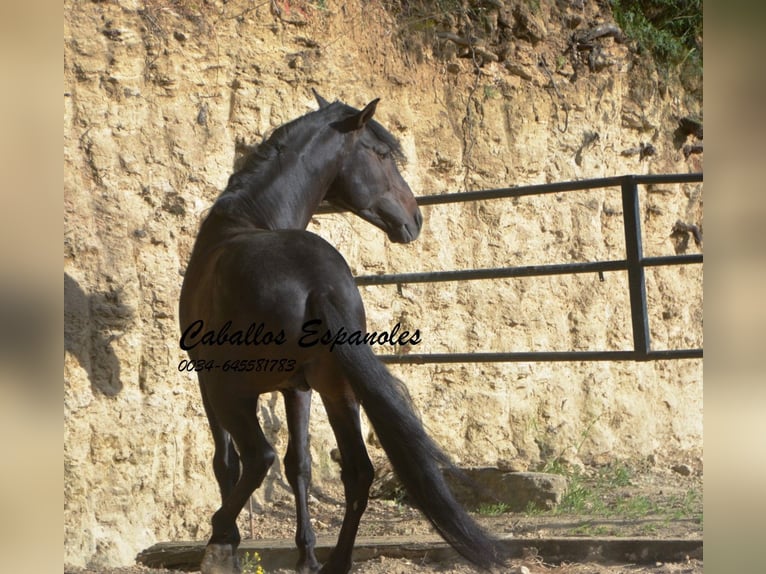 Andalou Étalon 5 Ans 157 cm Bai brun foncé in Vejer de la Frontera