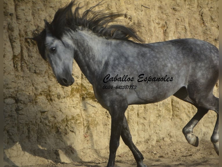 Andalou Étalon 5 Ans 157 cm Bai brun foncé in Vejer de la Frontera