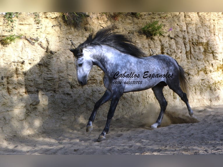 Andalou Étalon 5 Ans 157 cm Bai brun foncé in Vejer de la Frontera