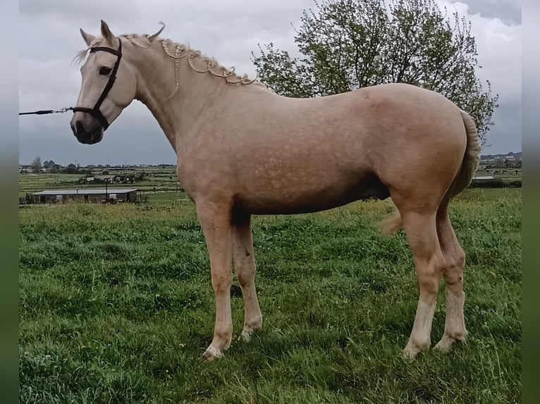 Andalou Étalon 5 Ans 157 cm Palomino in Caceres