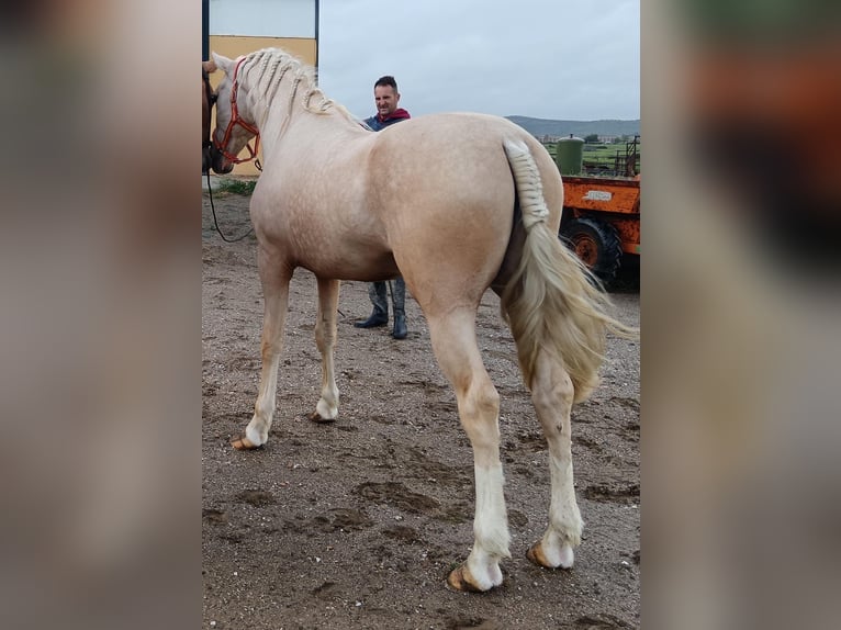 Andalou Étalon 5 Ans 157 cm Palomino in Caceres