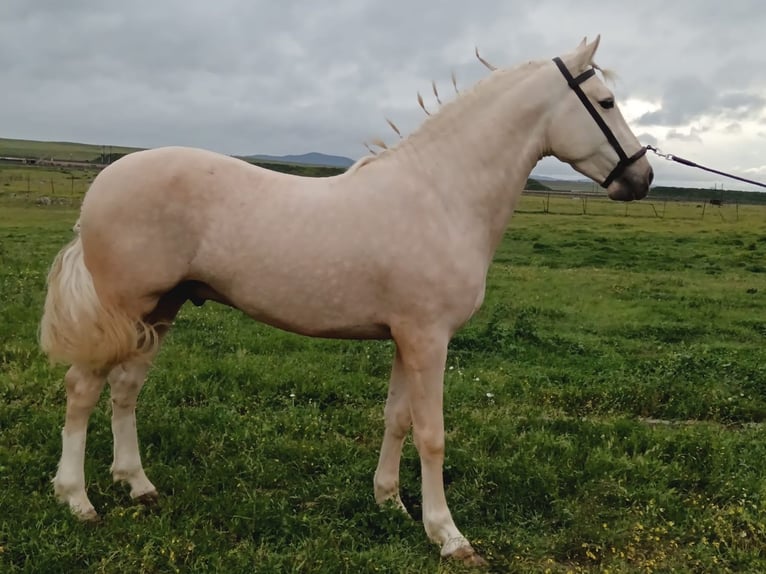 Andalou Étalon 5 Ans 157 cm Palomino in Caceres