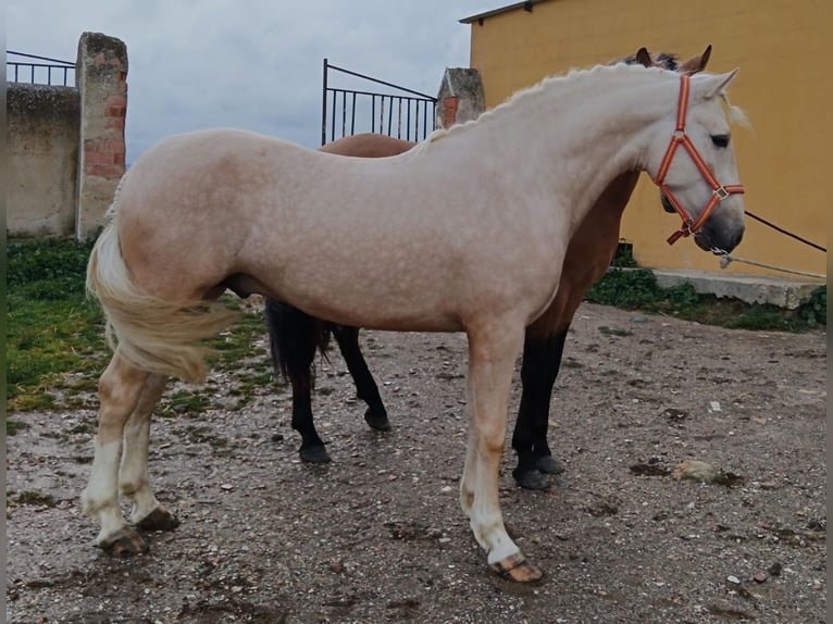 Andalou Étalon 5 Ans 157 cm Palomino in Caceres