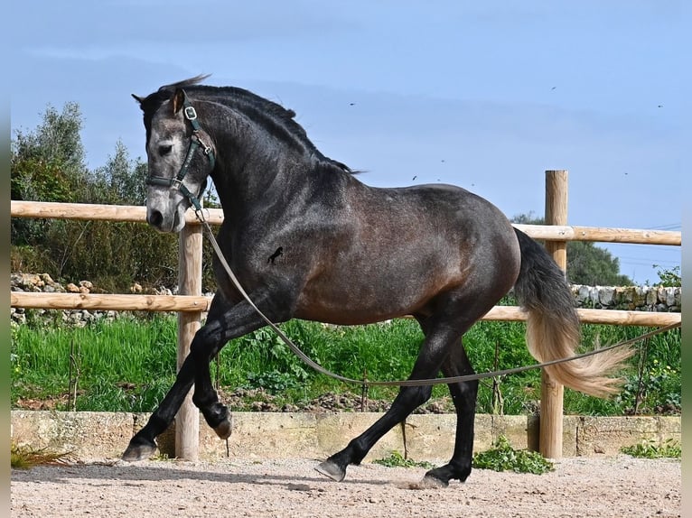 Andalou Étalon 5 Ans 158 cm Gris in Menorca