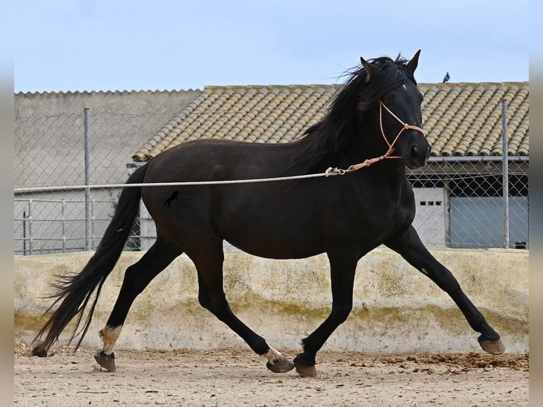 Andalou Étalon 5 Ans 159 cm Noir in Mallorca