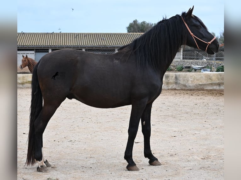 Andalou Étalon 5 Ans 159 cm Noir in Mallorca