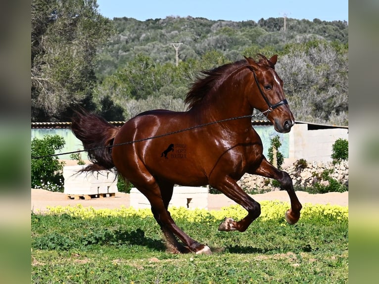 Andalou Étalon 5 Ans 160 cm Alezan in Menorca