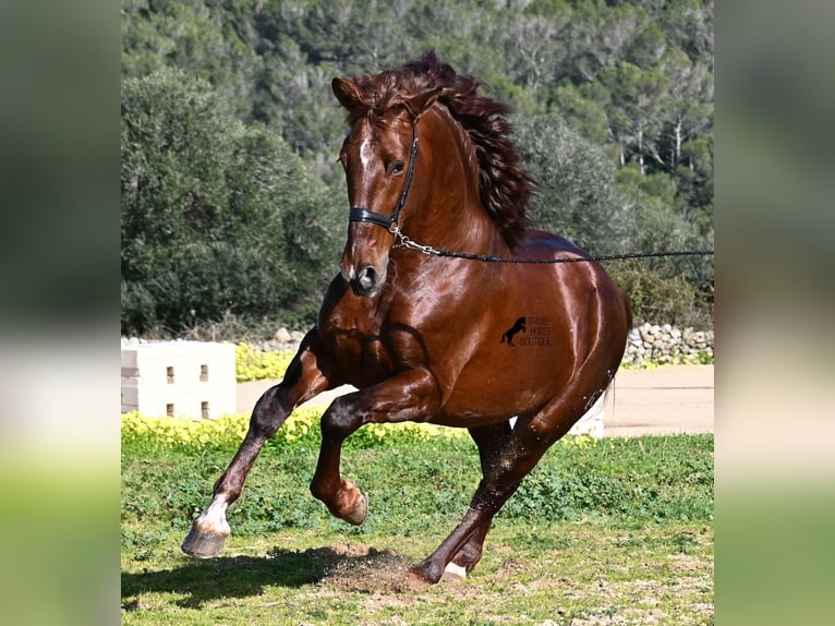 Andalou Étalon 5 Ans 160 cm Alezan in Menorca